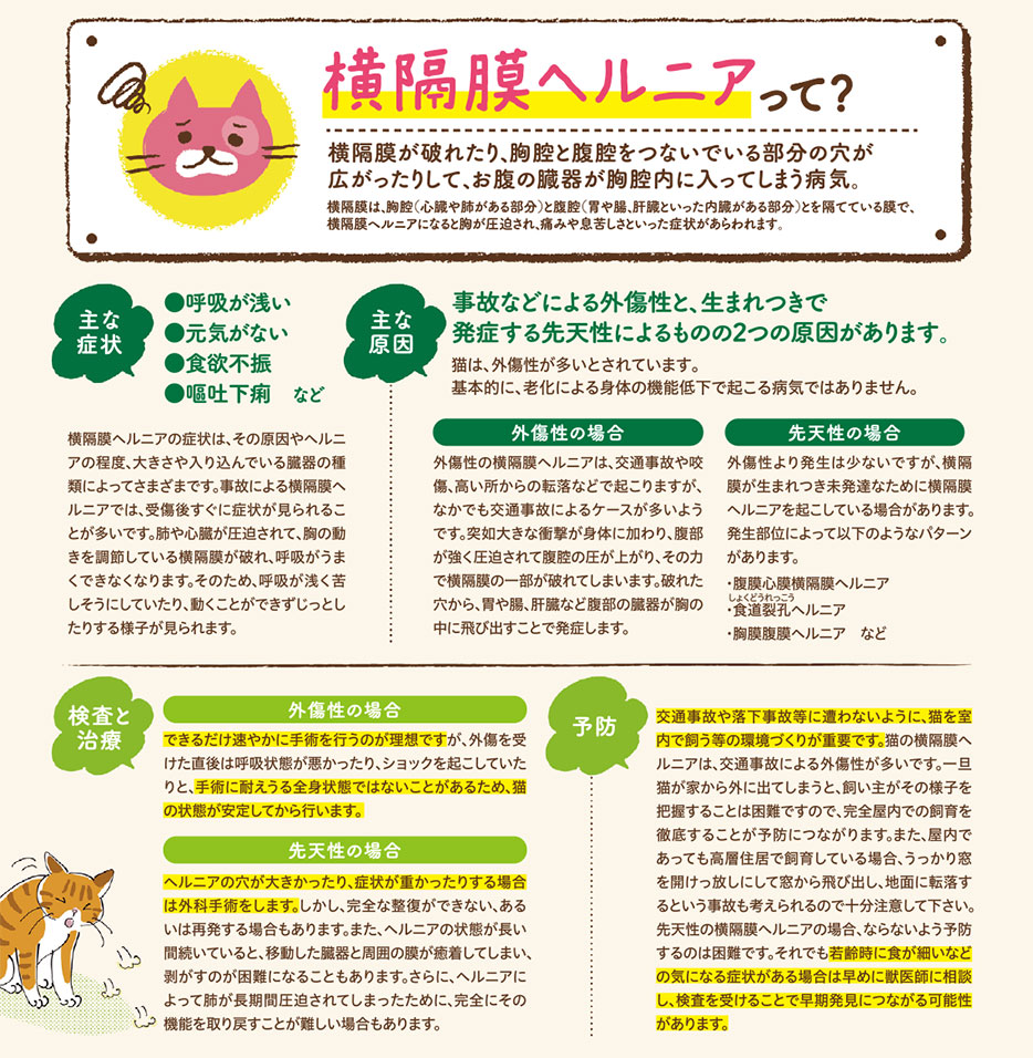 【ねこに多い病気】そこが知りたい！〜横隔膜ヘルニアって？〜