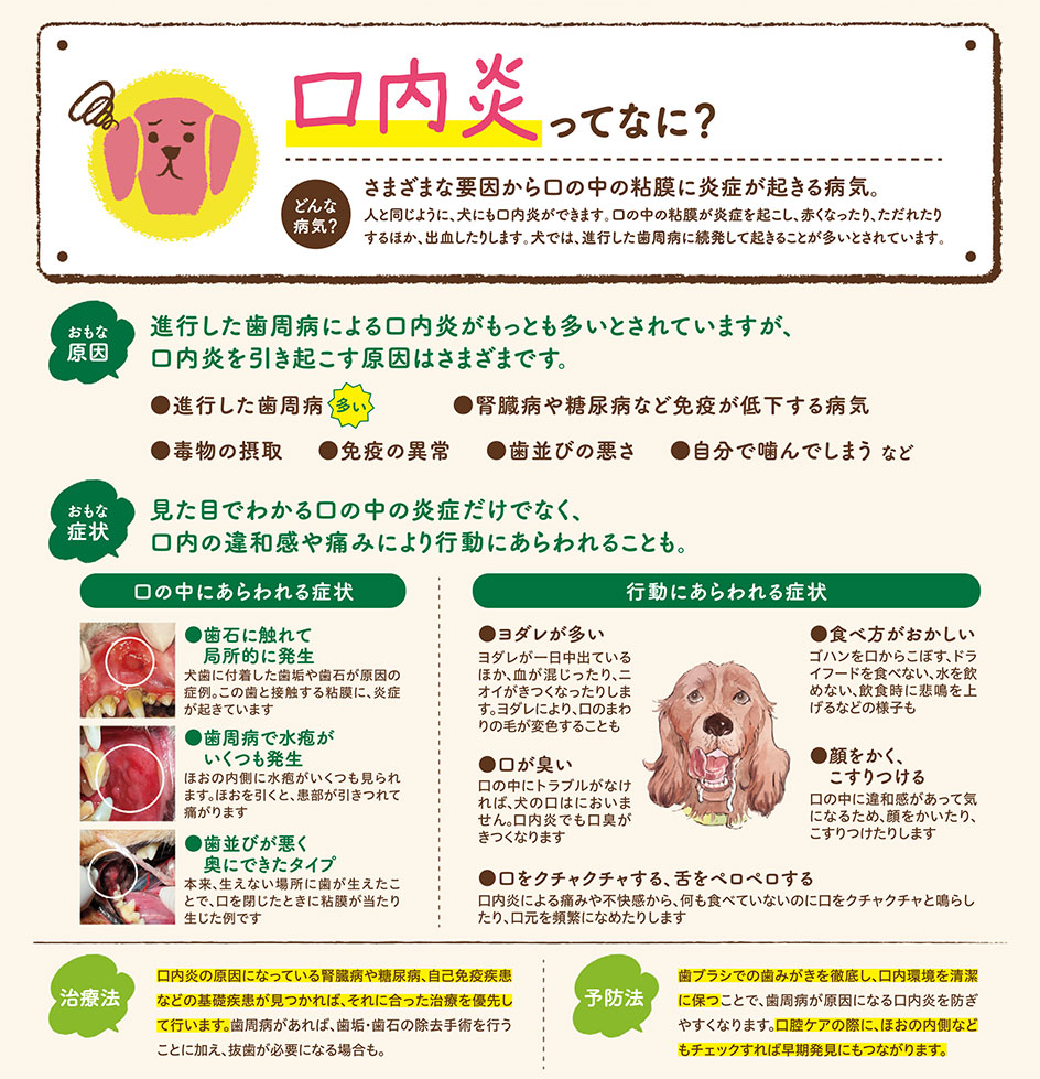 【いぬの病気】そこが知りたい！〜口内炎って？〜