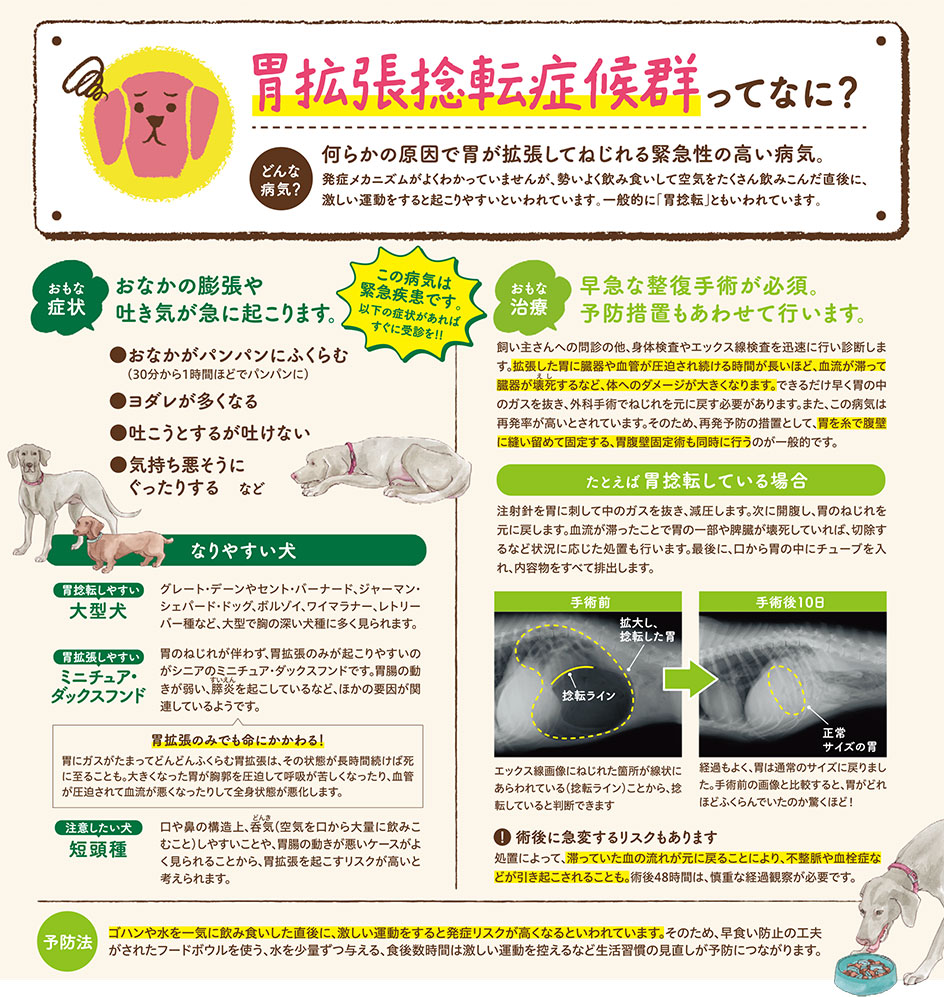 【いぬの病気】そこが知りたい！〜胃拡張捻転症候群って？〜
