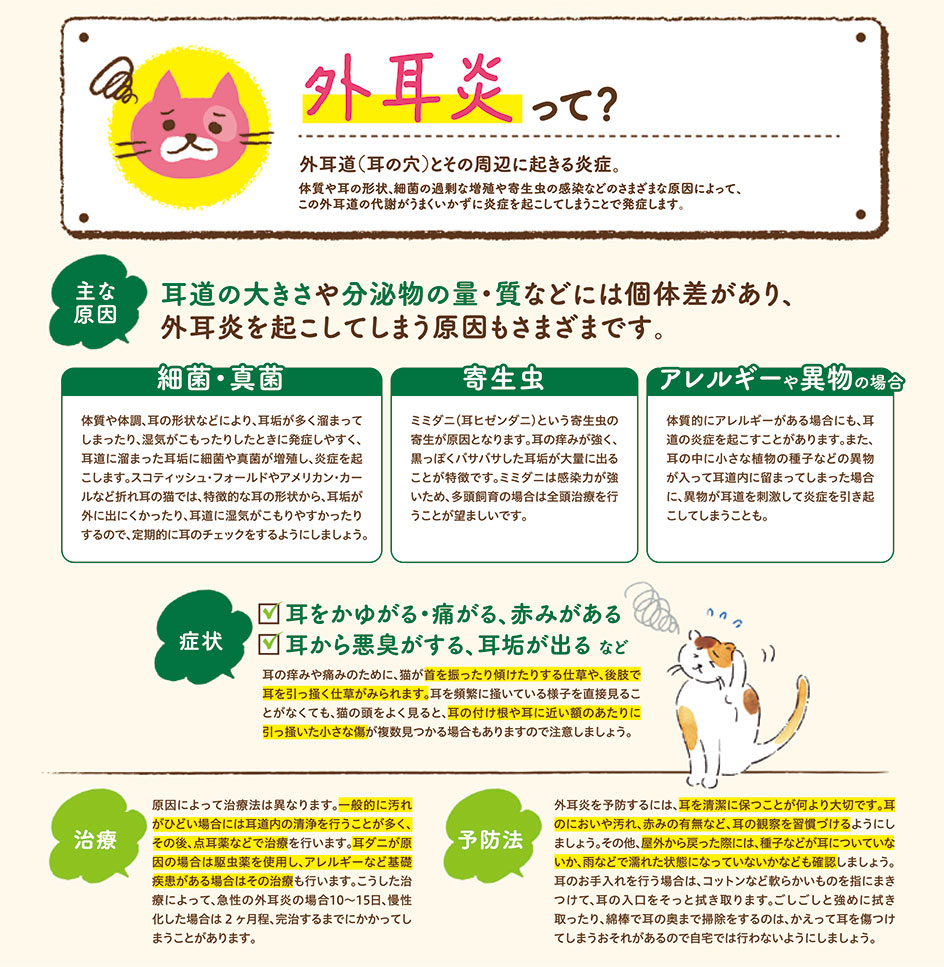 【ねこに多い病気】そこが知りたい！〜外耳炎って？〜