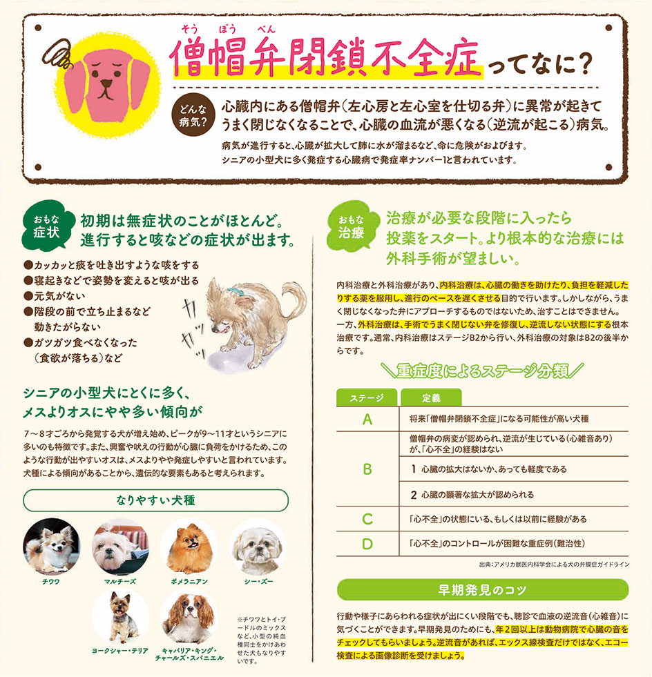 【いぬの病気】そこが知りたい！〜僧帽弁閉鎖不全症って？〜