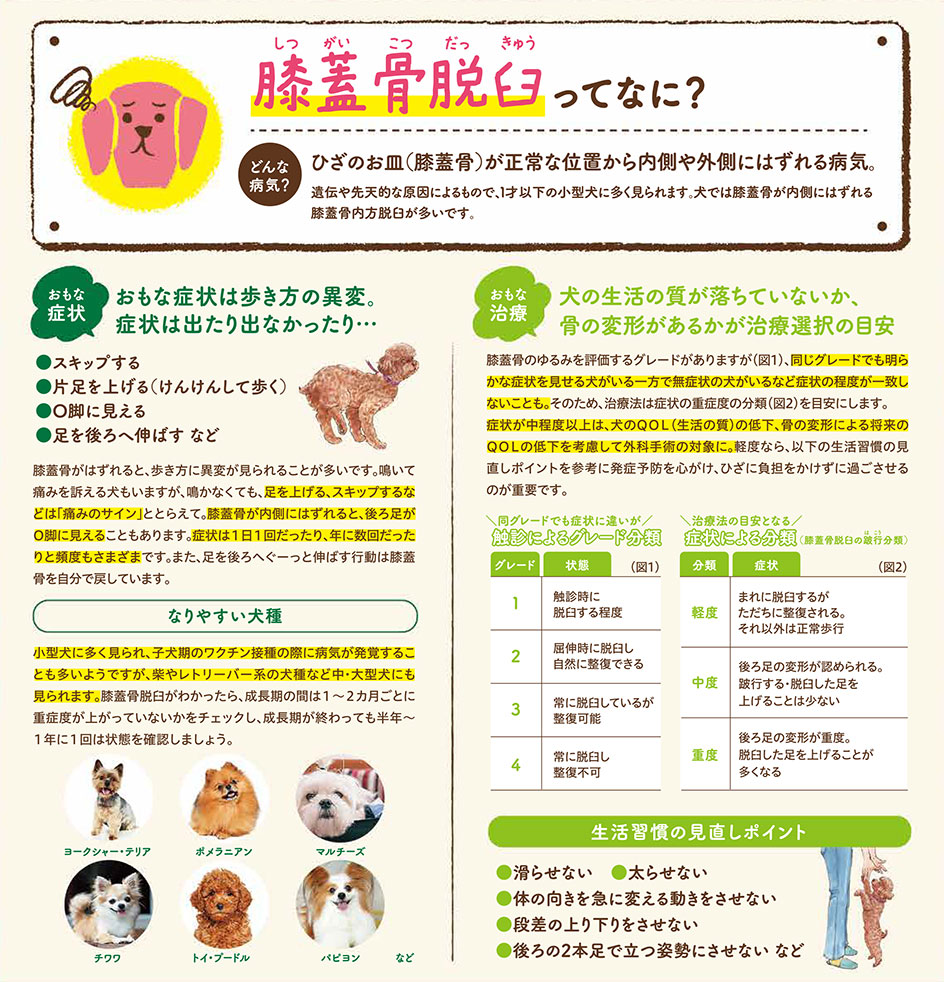 【いぬの病気】そこが知りたい！〜膝蓋骨脱臼って？〜