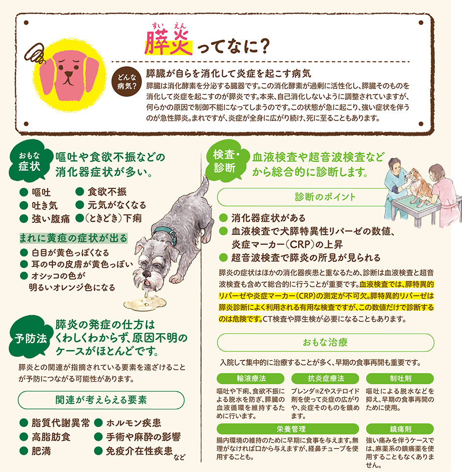 【いぬの病気】そこが知りたい！〜膵炎って？〜