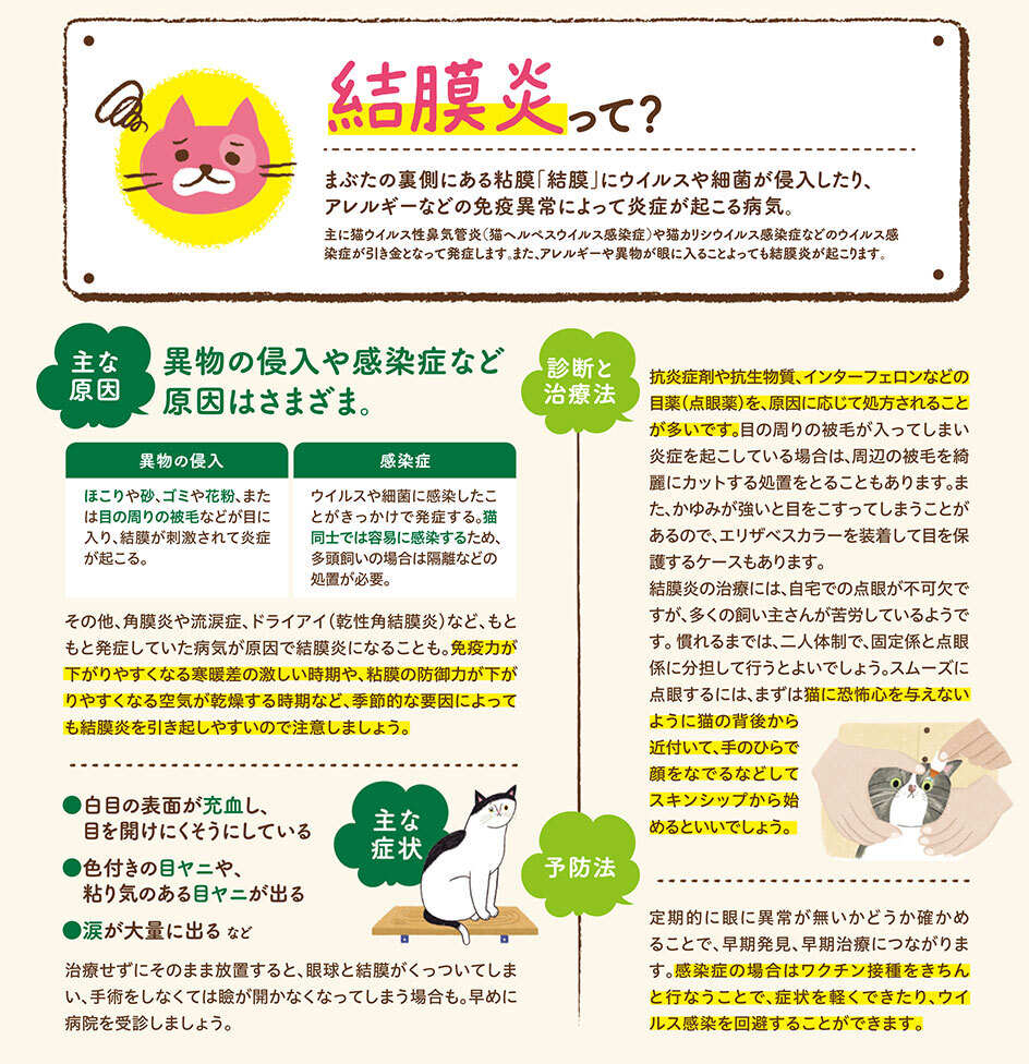 【ねこの病気】そこが知りたい！〜結膜炎って？〜