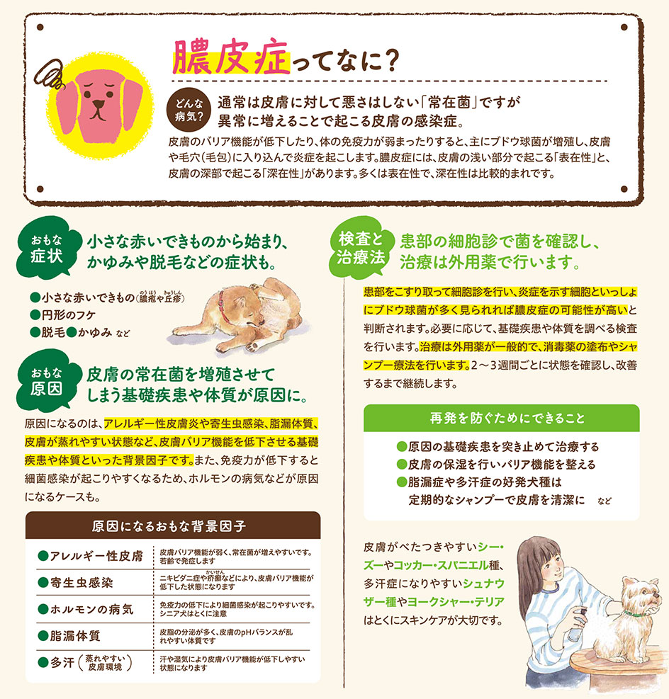 【いぬの病気】そこが知りたい！〜膿皮症って？〜