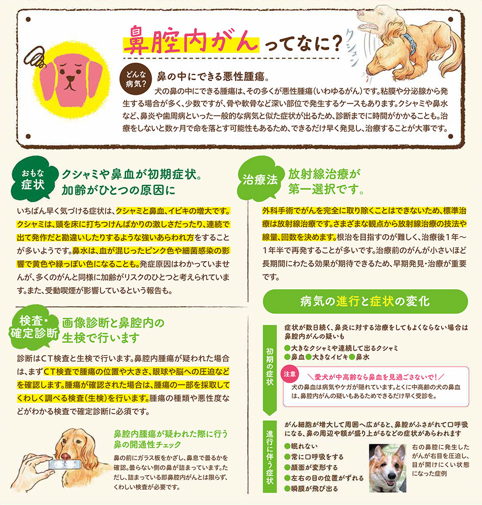【いぬの病気】そこが知りたい！〜鼻腔内がんって？〜